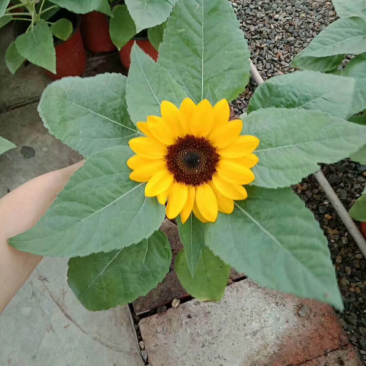 向日葵向阳花