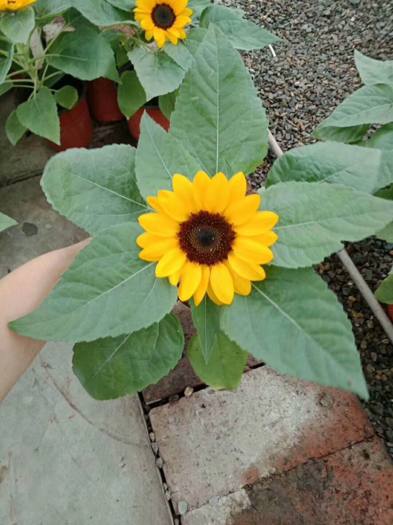 向日葵向阳花