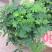 山东青州含羞草盆栽花卉室内植物