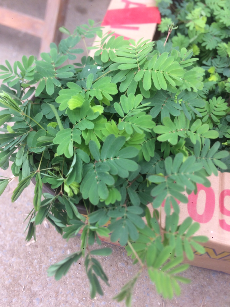 山东青州含羞草盆栽花卉室内植物