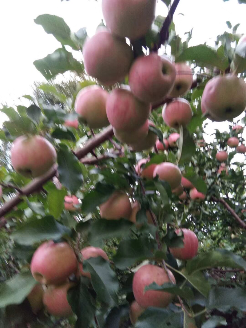 吉林省桦甸市寒富苹果
