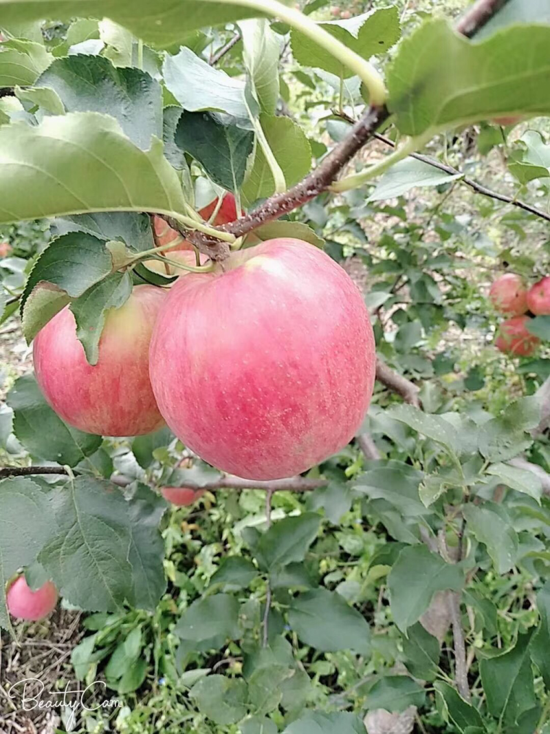 吉林省桦甸市寒富苹果