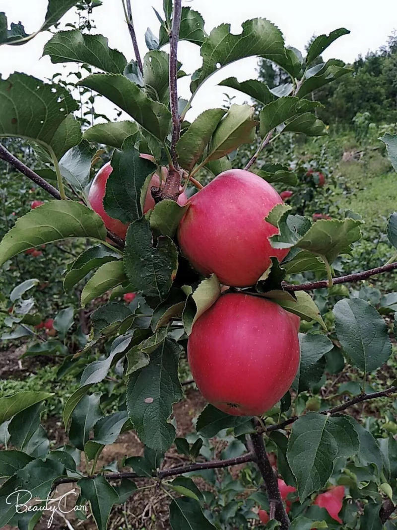 吉林省桦甸市寒富苹果