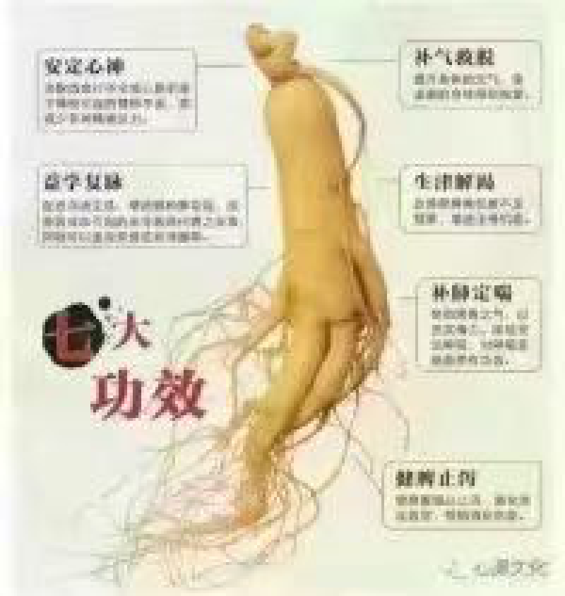 东北鲜沙参
