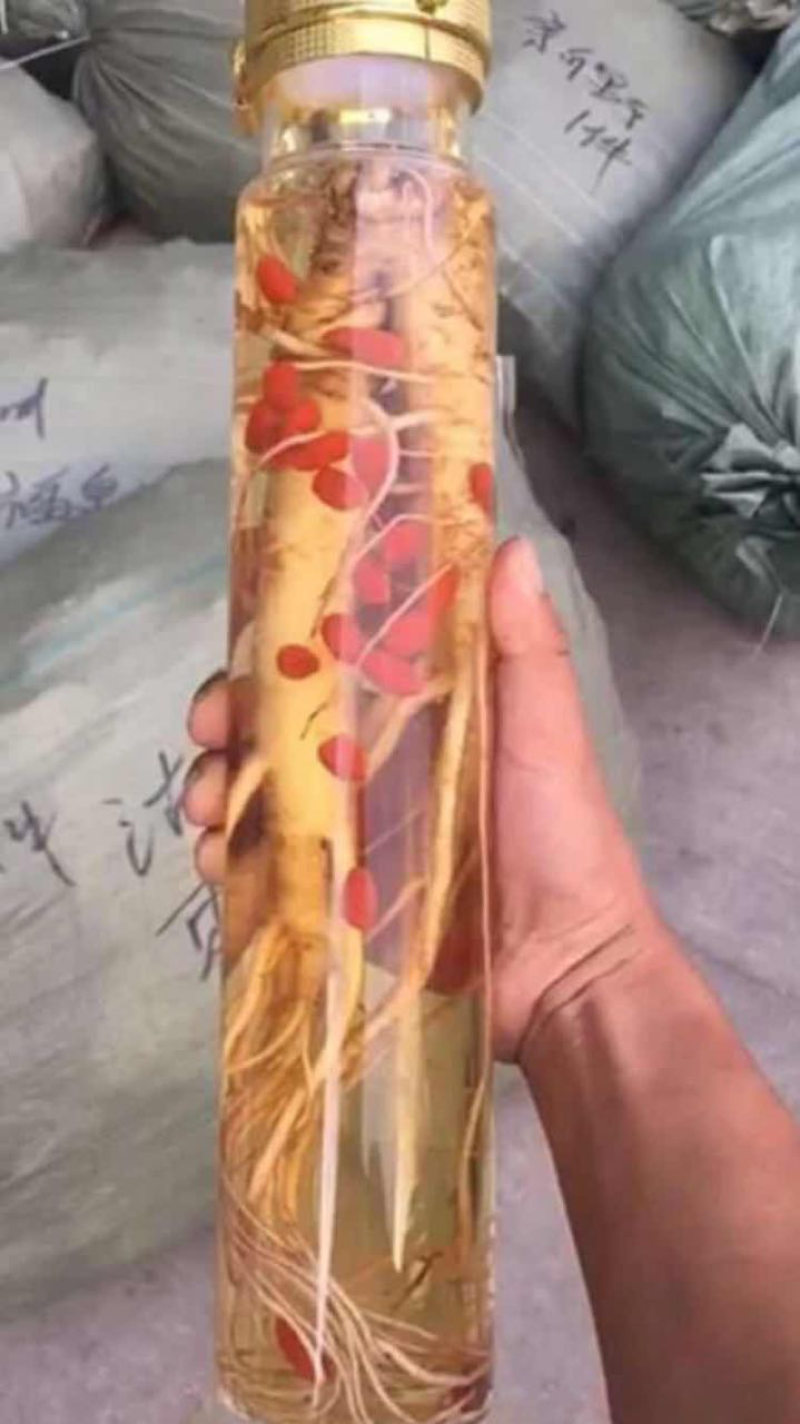 东北鲜沙参