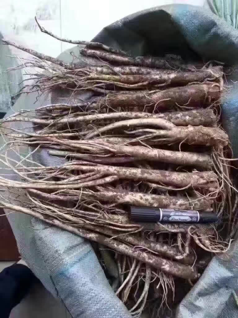 东北鲜沙参