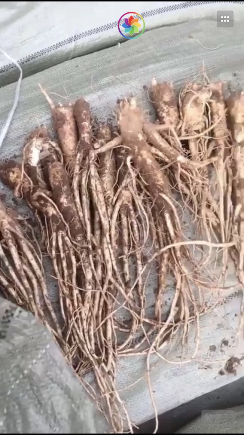 东北鲜沙参