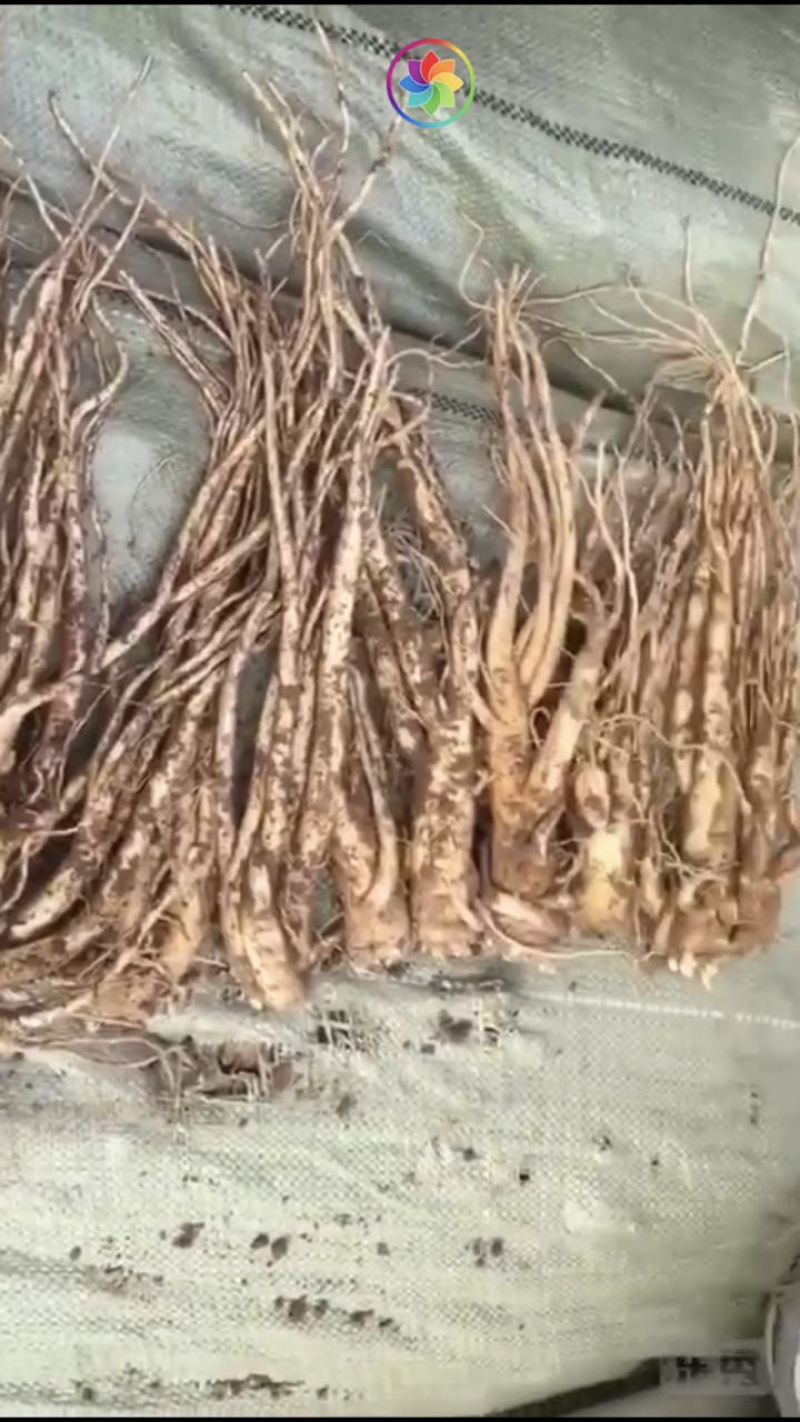 东北鲜沙参