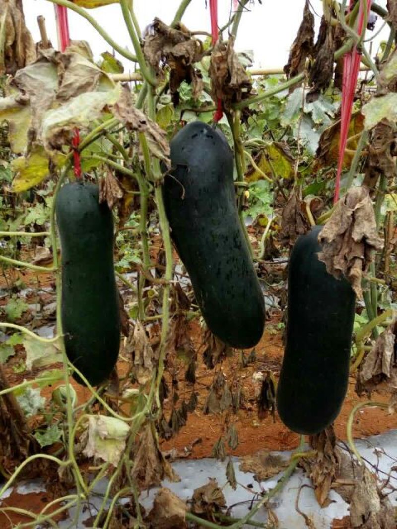 黑皮炮弹冬瓜10斤以上吊冬瓜