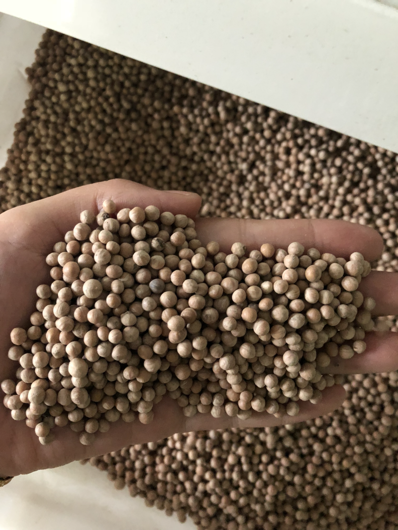 新采光皮树种子四季可播量大优惠