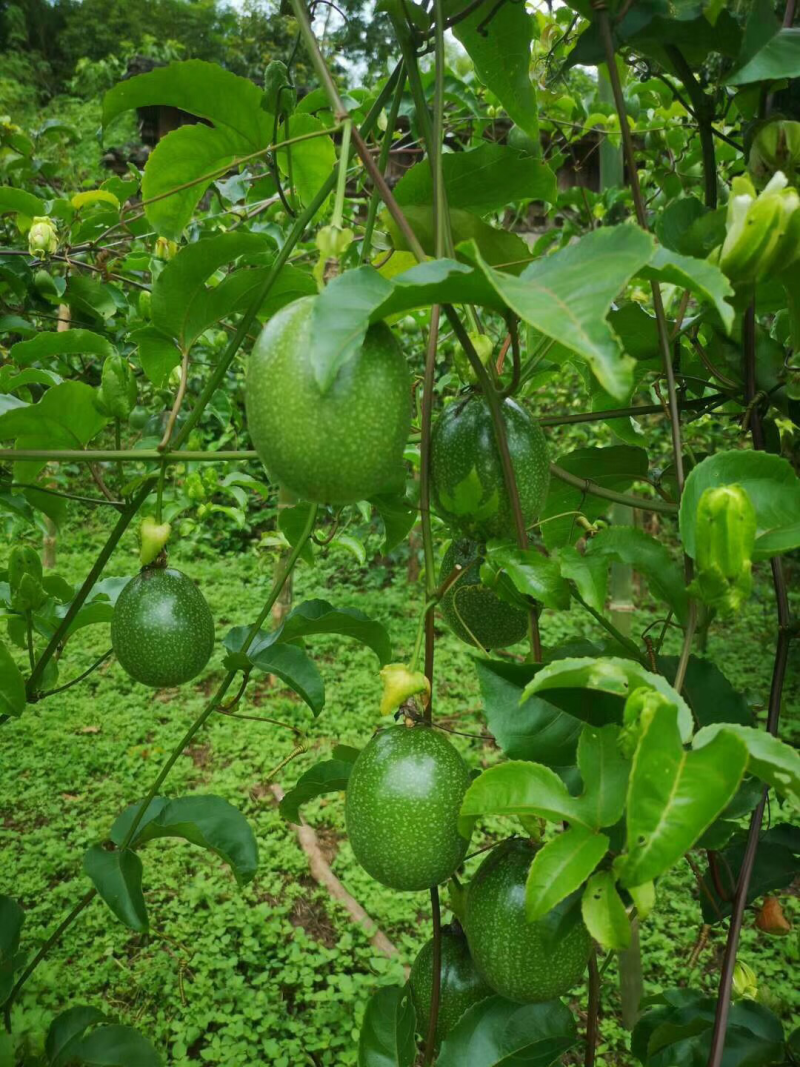 高山香甜黄金百香果