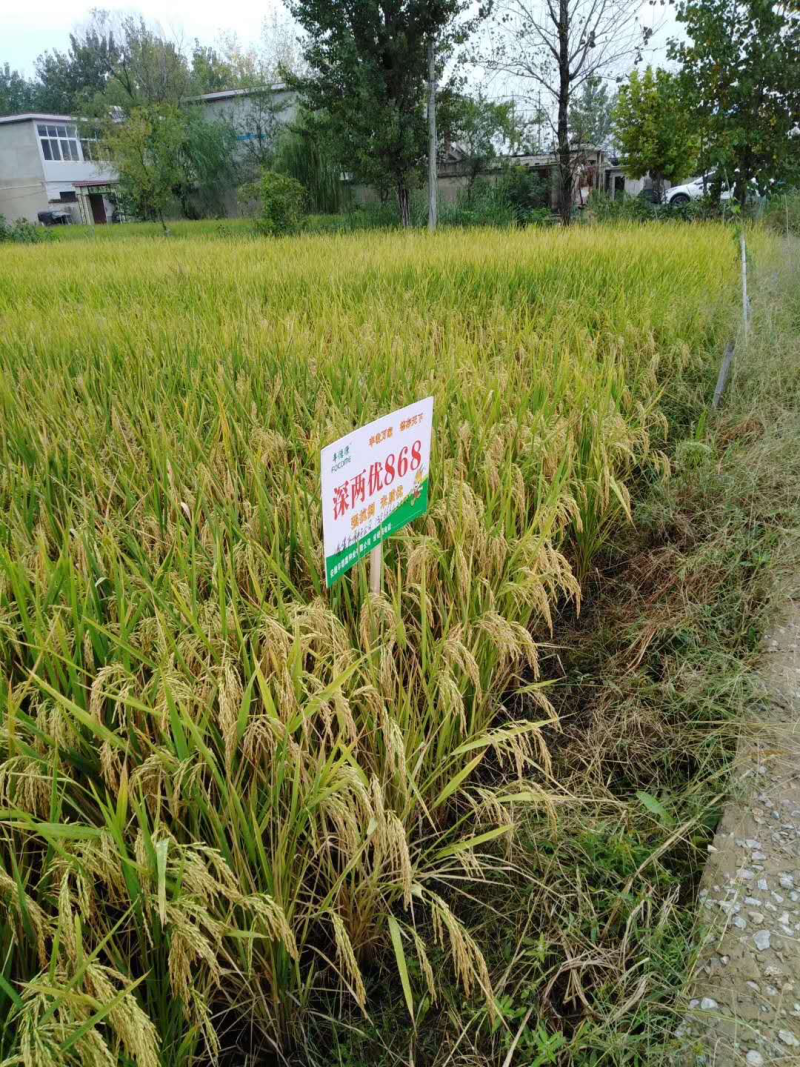杂交水稻