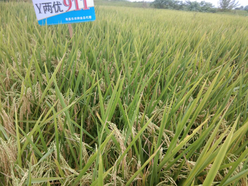 杂交水稻