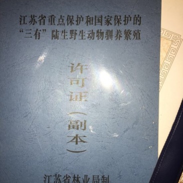 中华大蟾蜍作种