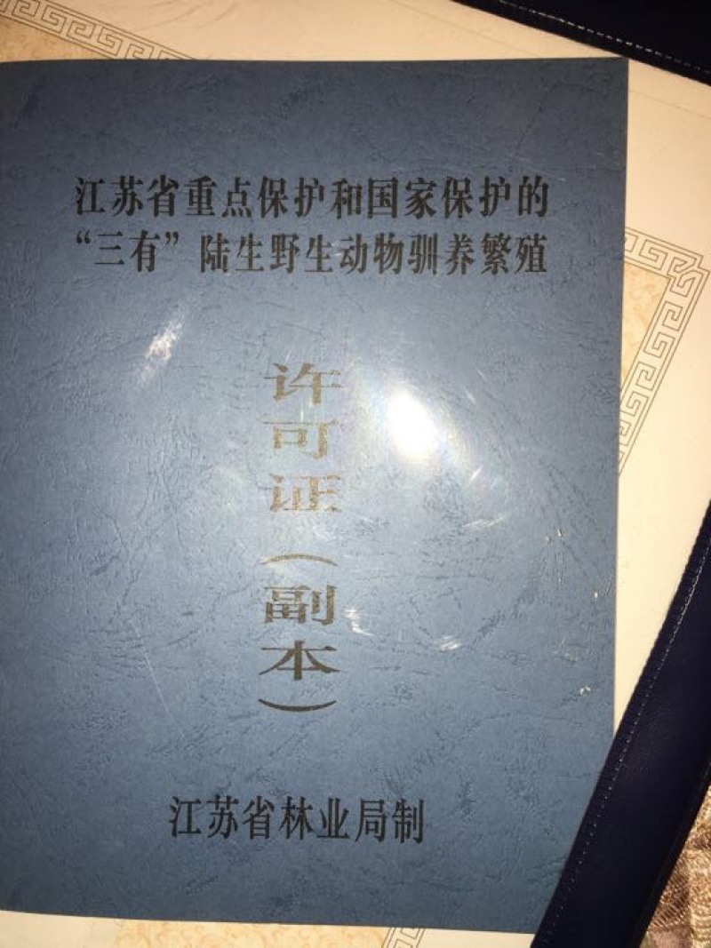 中华大蟾蜍作种