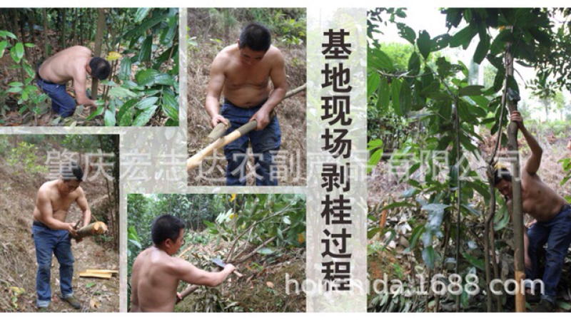 精选烟桂刮皮桂肉桂桂芯条，自有工厂，可定制