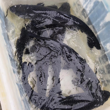 长年供应，8斤以上，10斤以上水库青鱼