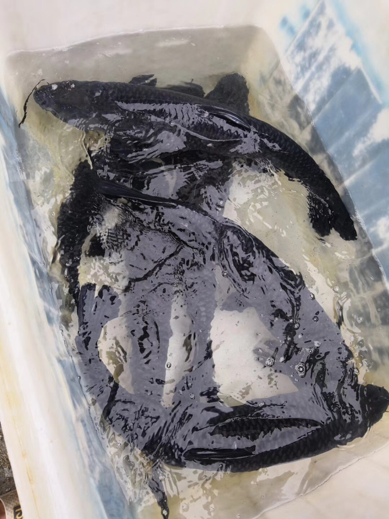 长年供应，8斤以上，10斤以上水库青鱼