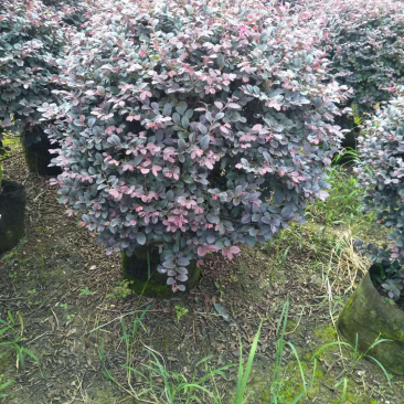 红花继木球80x80球