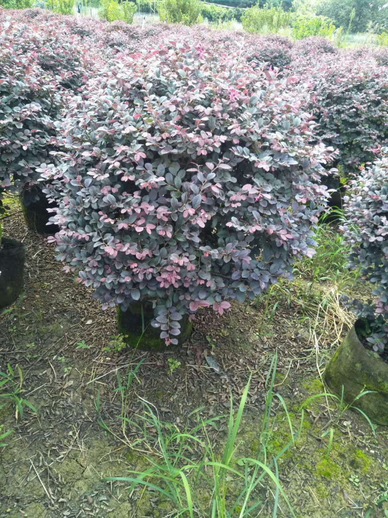红花继木球80x80球
