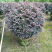 红花继木球80x80球