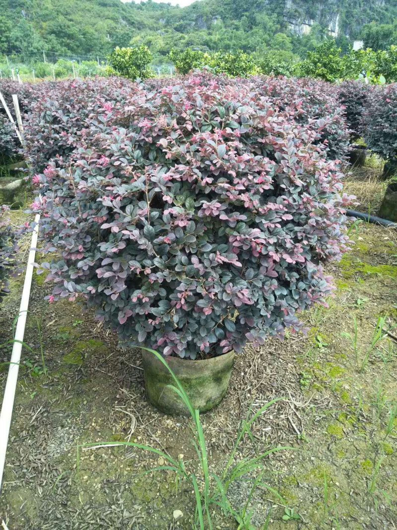 红花继木球80x80球