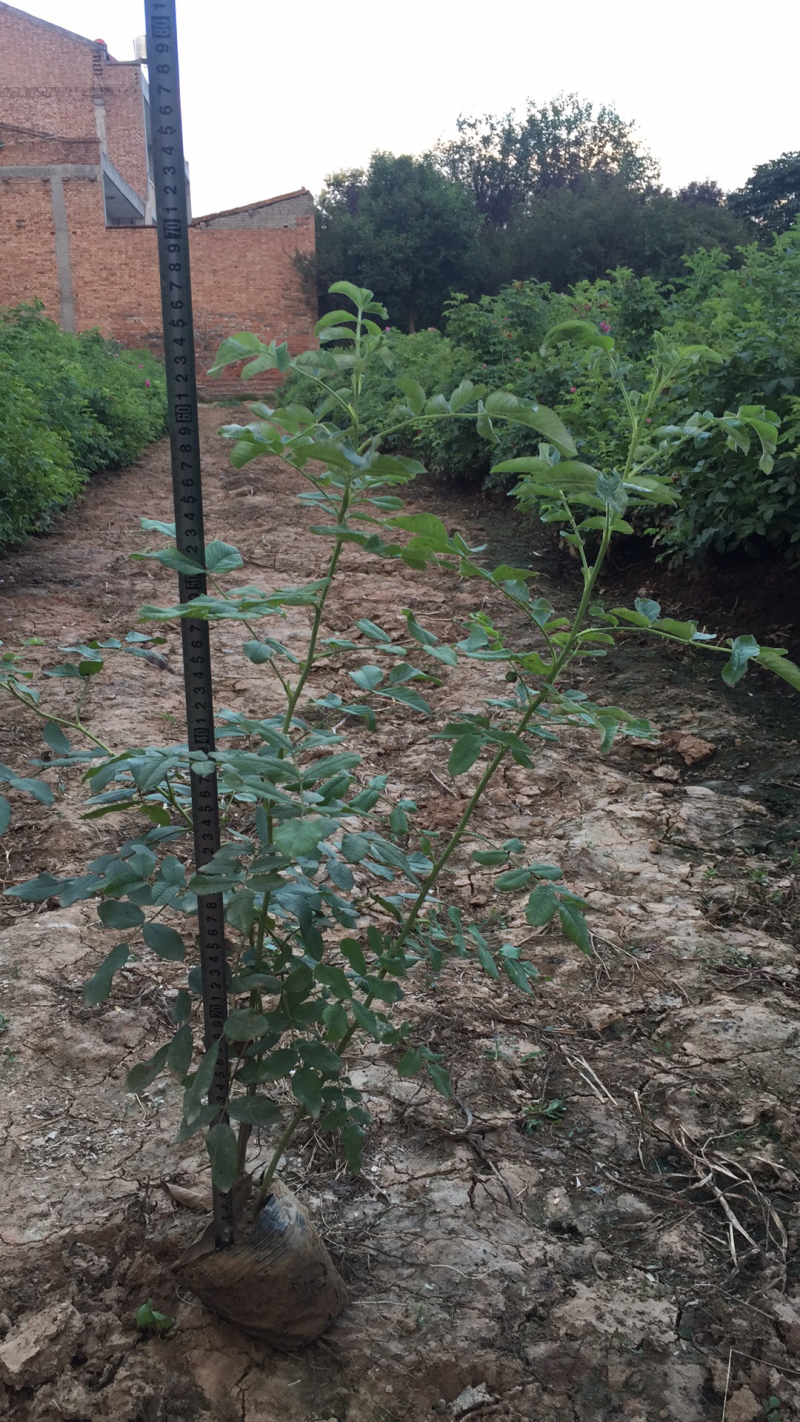 营养杯四季玫瑰🌹营养杯四季玫瑰🌹