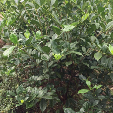大量出售栀子花苗:本基地有40万棵大叶栀子花和小叶栀子花