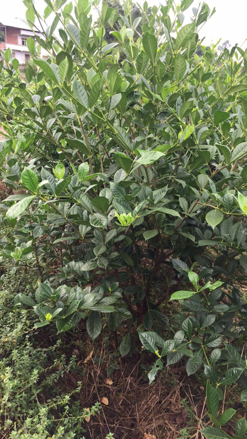 大量出售栀子花苗:本基地有40万棵大叶栀子花和小叶栀子花
