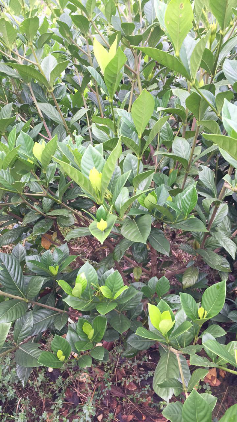 大量出售栀子花苗:本基地有40万棵大叶栀子花和小叶栀子花
