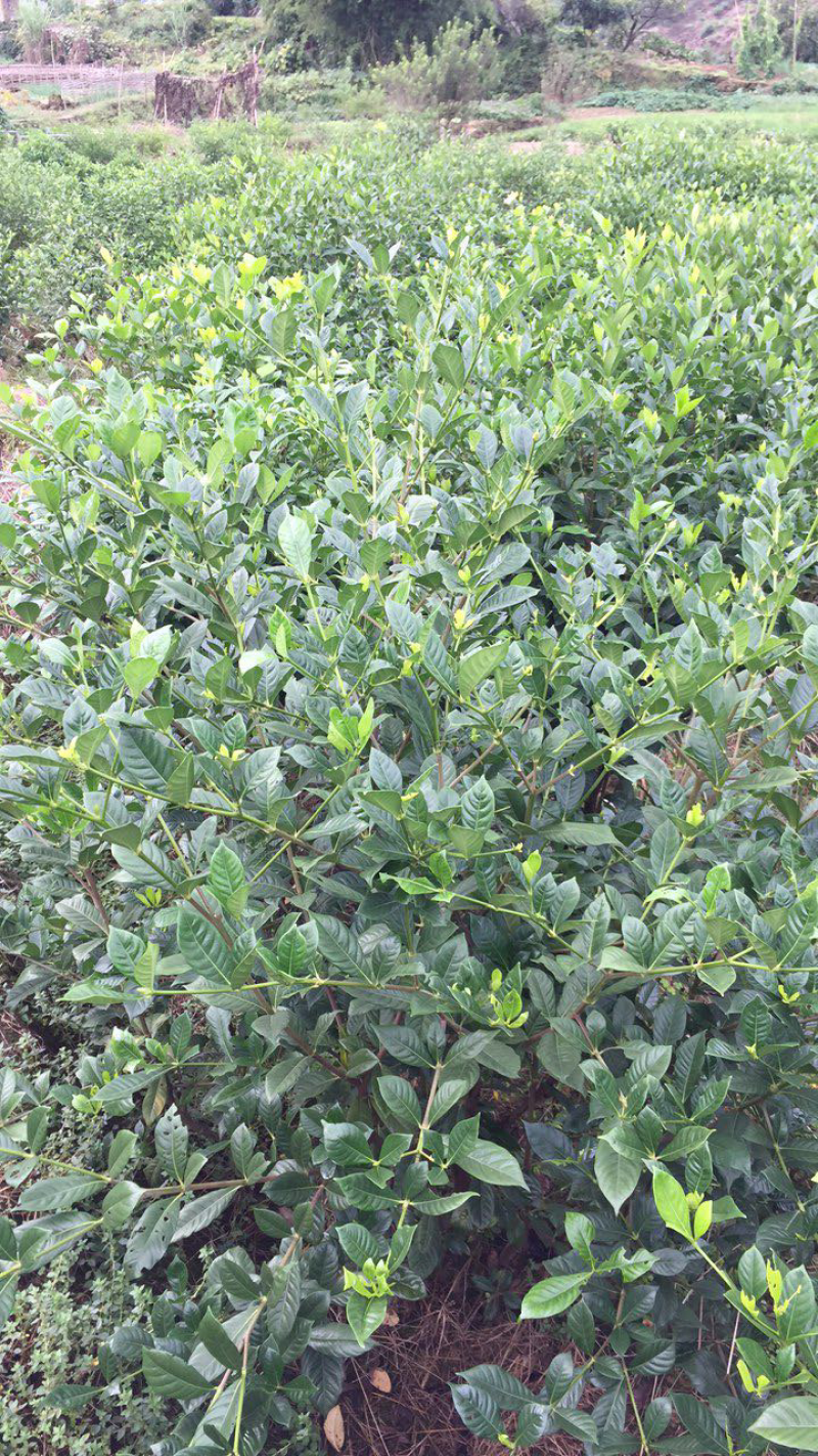 大量出售栀子花苗:本基地有40万棵大叶栀子花和小叶栀子花