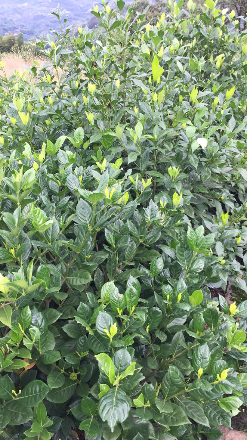 大量出售栀子花苗:本基地有40万棵大叶栀子花和小叶栀子花