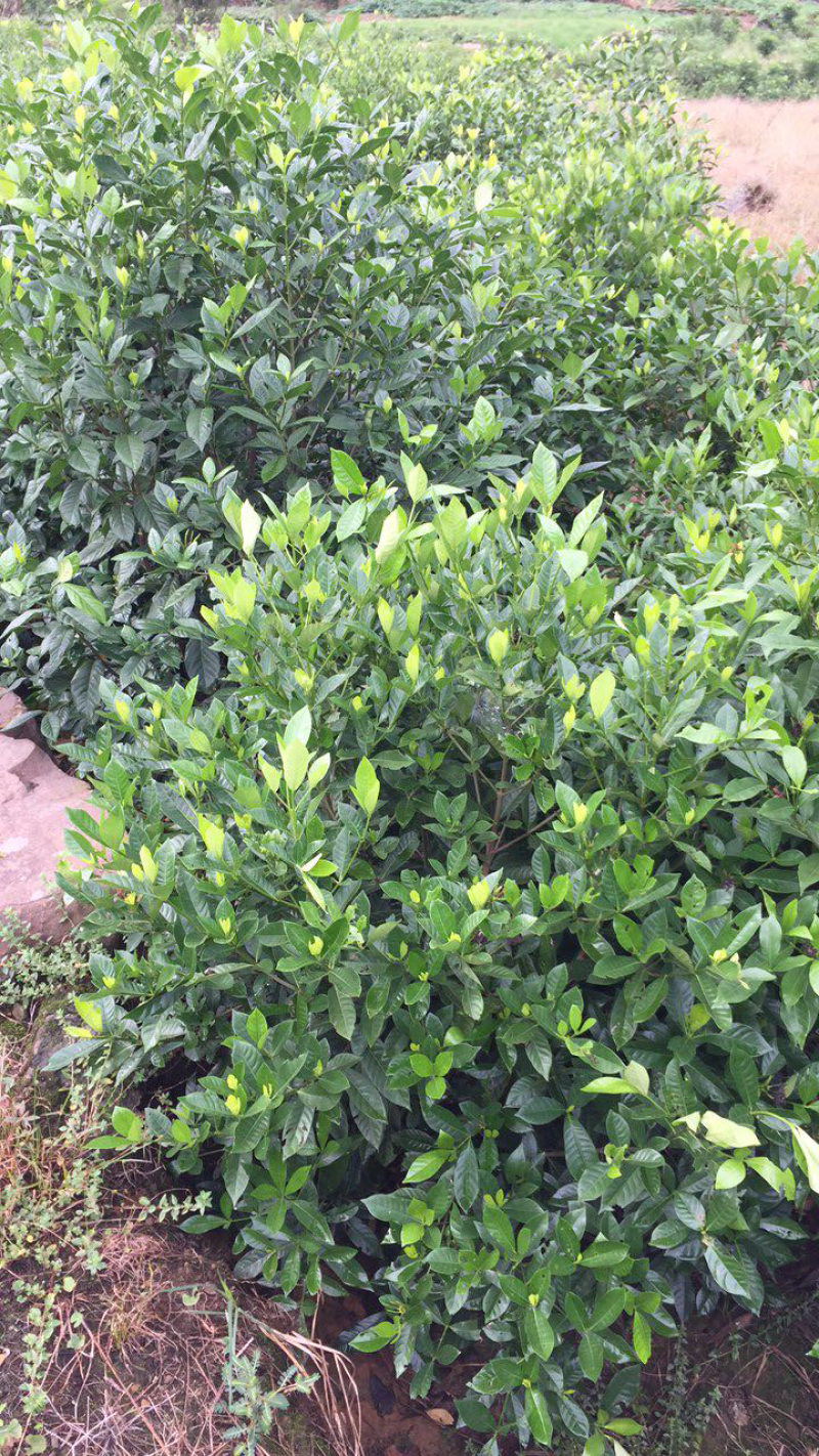 大量出售栀子花苗:本基地有40万棵大叶栀子花和小叶栀子花