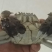 洪泽湖大闸蟹