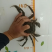 洪泽湖大闸蟹