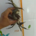 洪泽湖大闸蟹