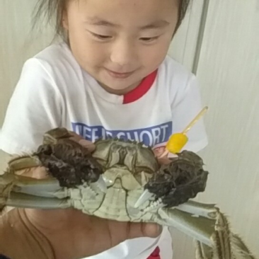 洪泽湖大闸蟹