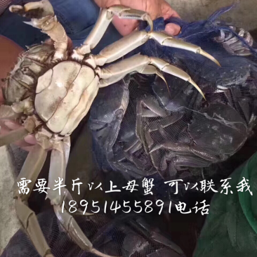 洪泽湖大闸蟹