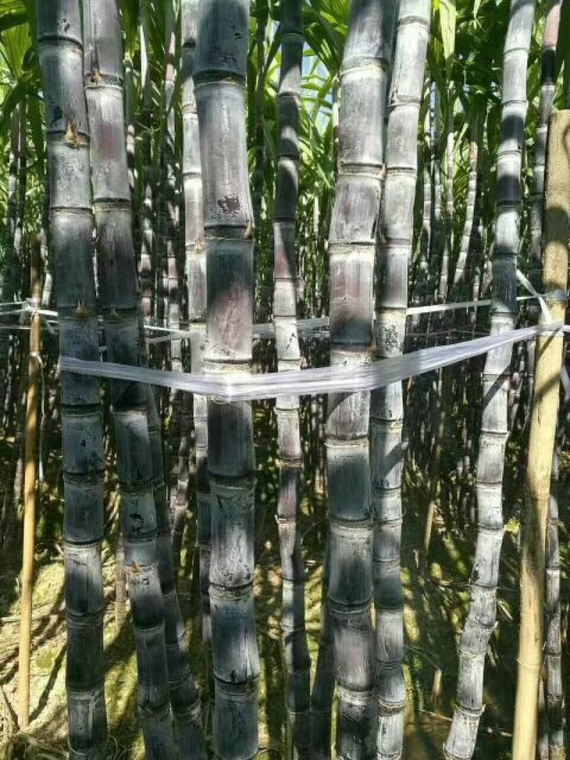 广西黑皮甘蔗，产地直供，口感好，脆甜可口