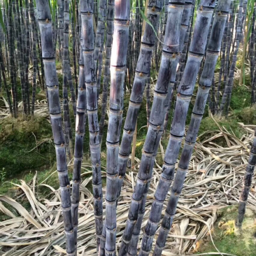 广西黑皮甘蔗，产地直供，口感好，脆甜可口