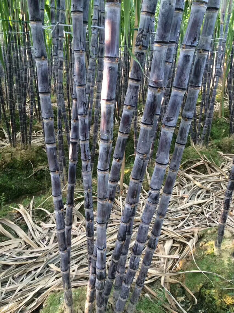 广西黑皮甘蔗，产地直供，口感好，脆甜可口