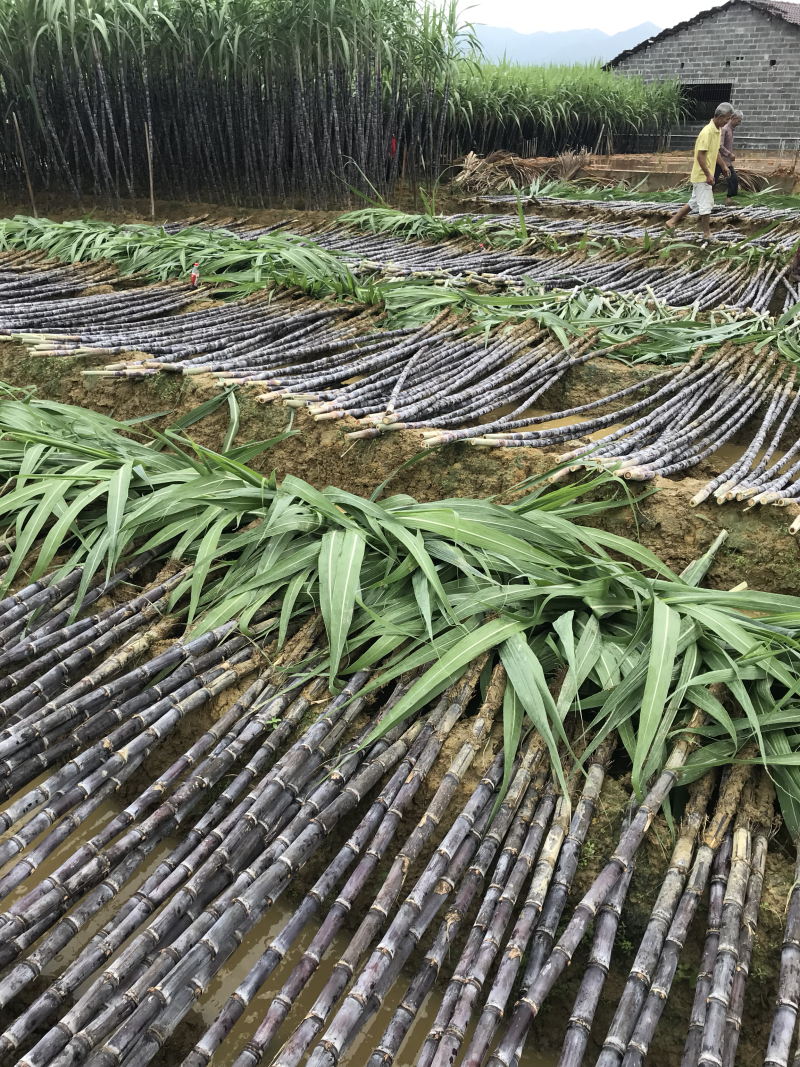 广西黑皮甘蔗，产地直供，口感好，脆甜可口