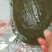 外塘养殖甲鱼