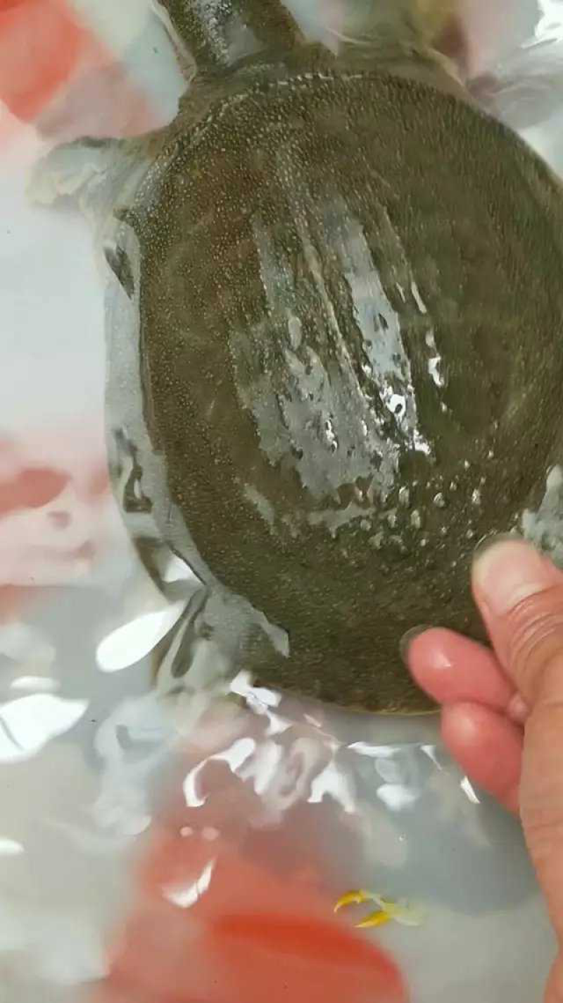 外塘养殖甲鱼