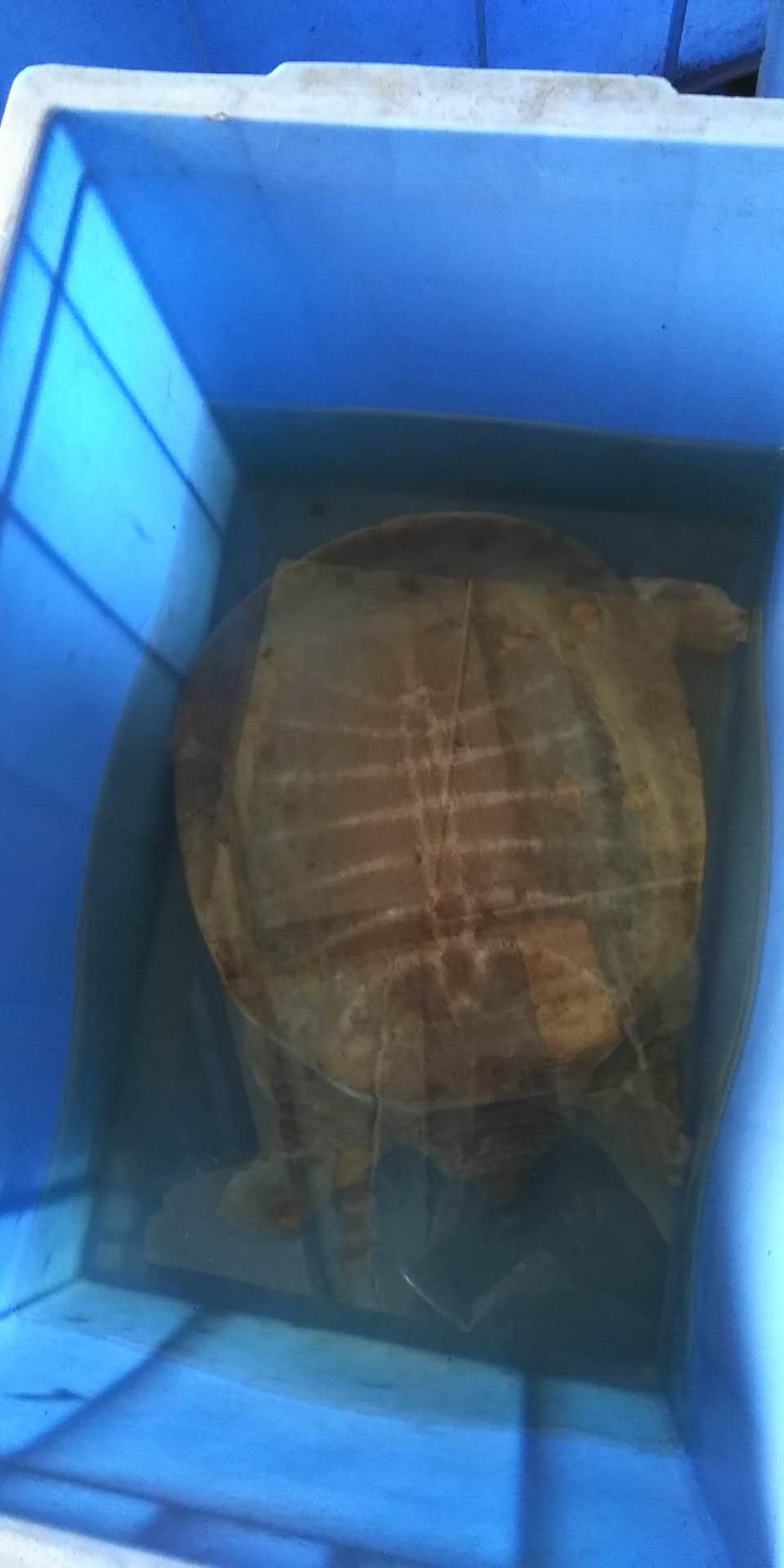 外塘养殖甲鱼