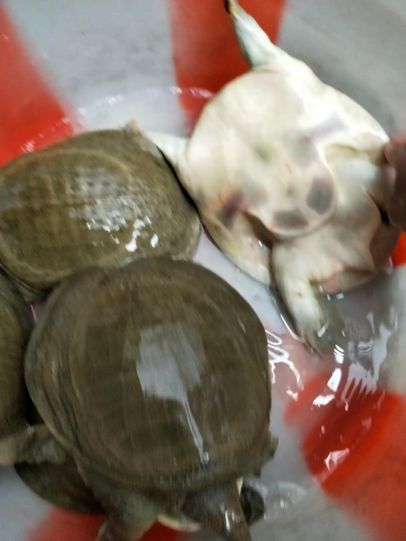 外塘养殖甲鱼