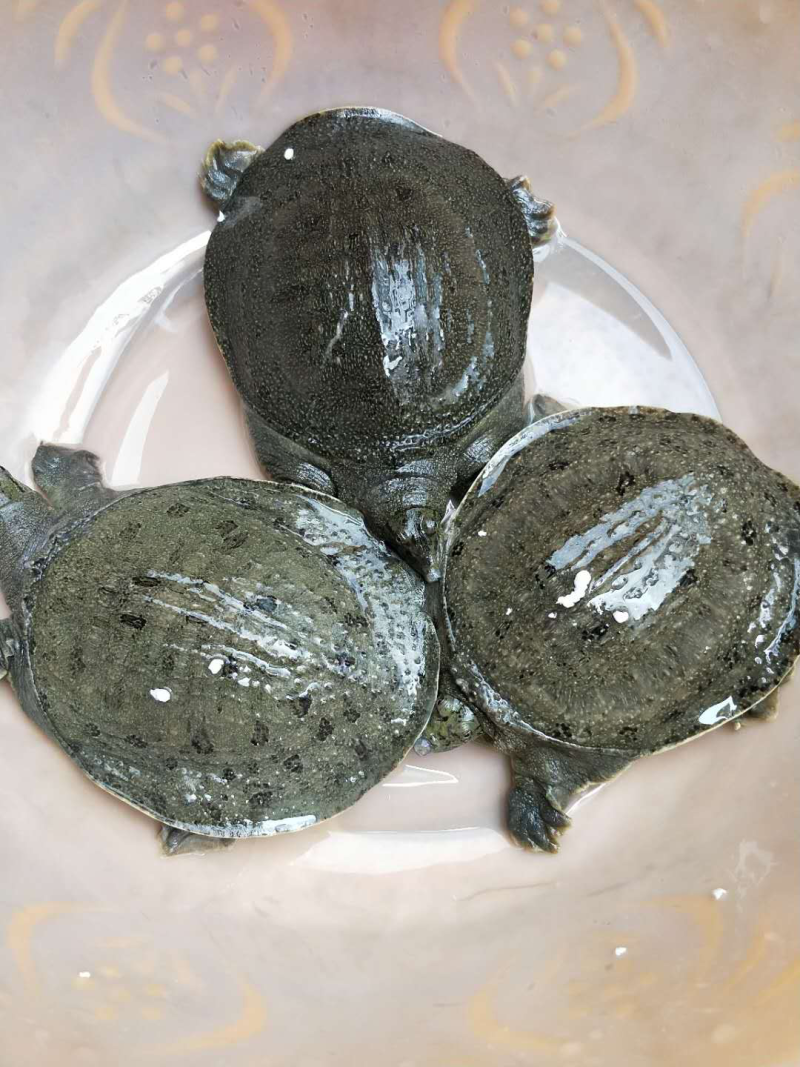 外塘养殖甲鱼