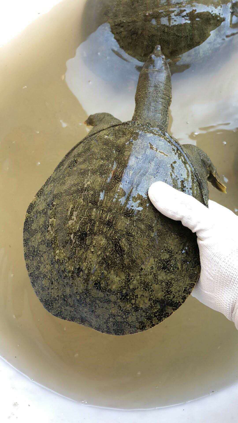 外塘养殖甲鱼
