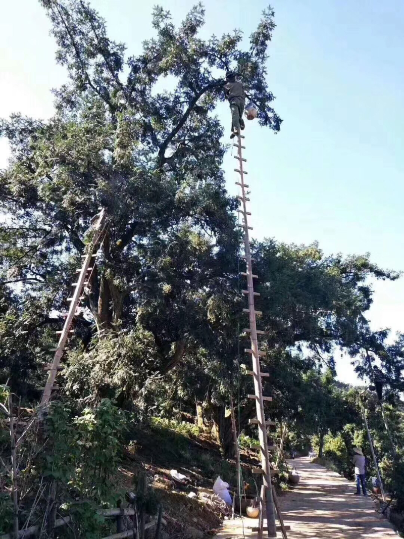 香榧子