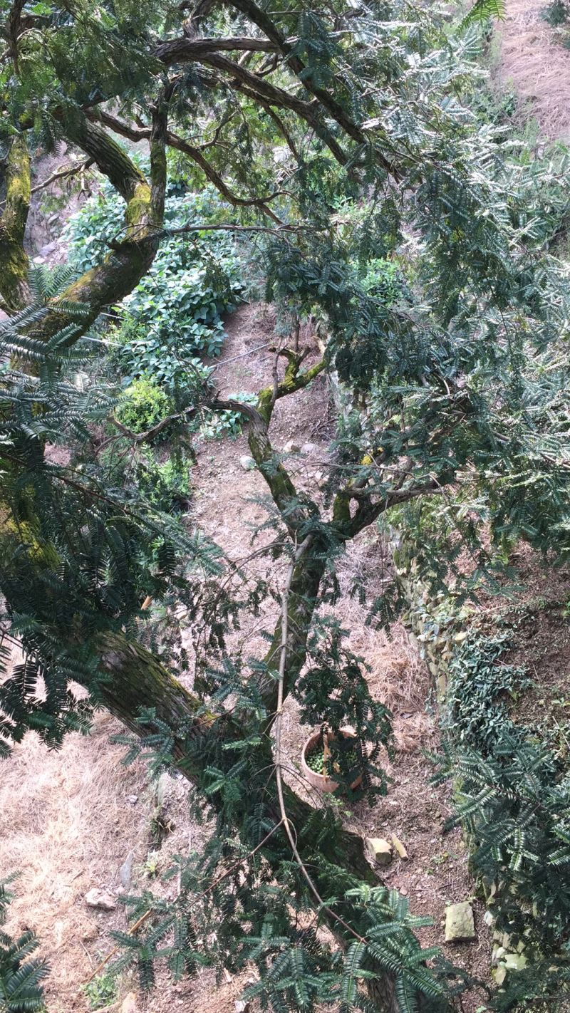 香榧子